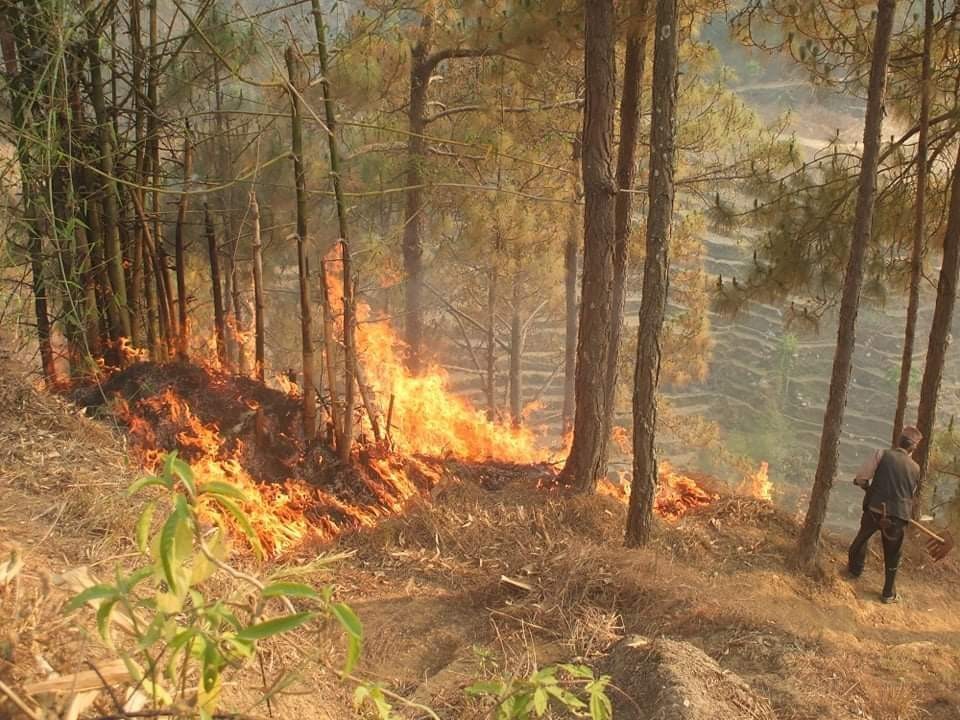 रेसुंगा वनमा लागेकाे आगो नियन्त्रण बाहिर, मानवबस्ती समेत जोखिममा