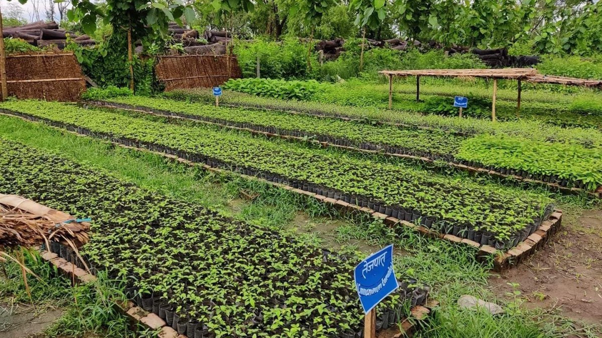 शिवराजकाे डेढ लाख बिरुवा वितरण गर्ने लक्ष्य