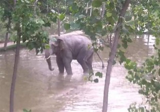 जंगली हात्तीको आक्रमणबाट बारामा एक जनाको मृत्यु