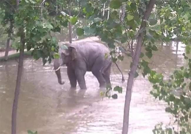 जंगली हात्तीको आक्रमणबाट बारामा एक जनाको मृत्यु