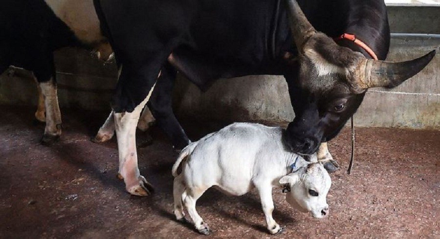बंगलादेशमा अनौंठो सानो गाई, जो भयो रातारात हिट