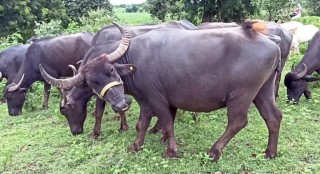 सशस्त्र प्रहरीले फिर्ता ल्यायो भारतीय चोरले लुटेका १२  भैँसी