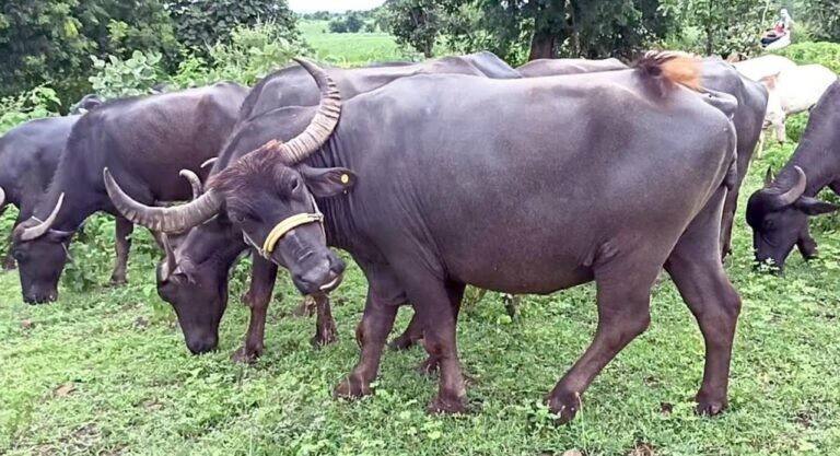 दशगजाको १७ किमी क्षेत्र खाली गरिएको छ : सशस्त्र प्रहरी बल
