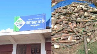 पैँचाे पसल अगाडी थाेर्गेली तामाकाे रास, एक सिजनमै बीस टन बढि तामा बिक्रि