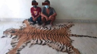 बाघको छाला सहित पाल्पामा दुईजना पक्राउ 