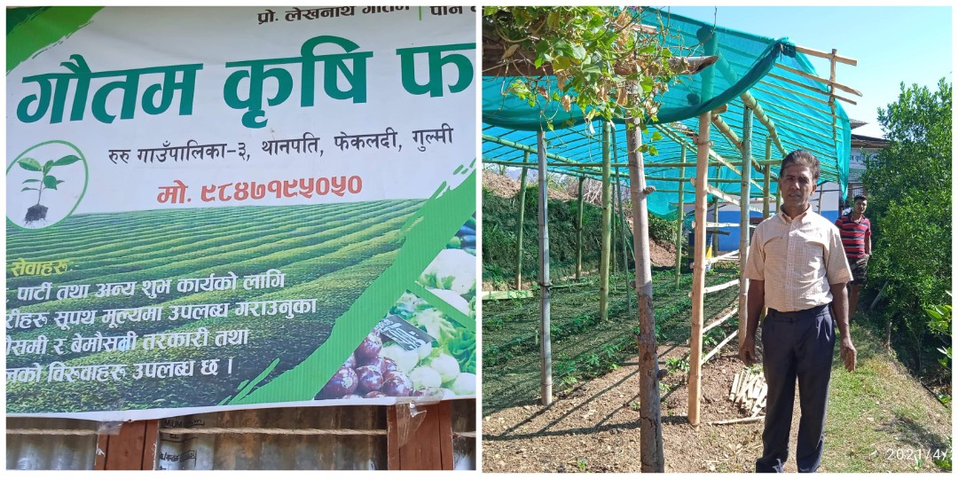 परिश्रमी पाखुरा बजार्दै थाेरै जग्गामा मनग्गे आम्दानी 