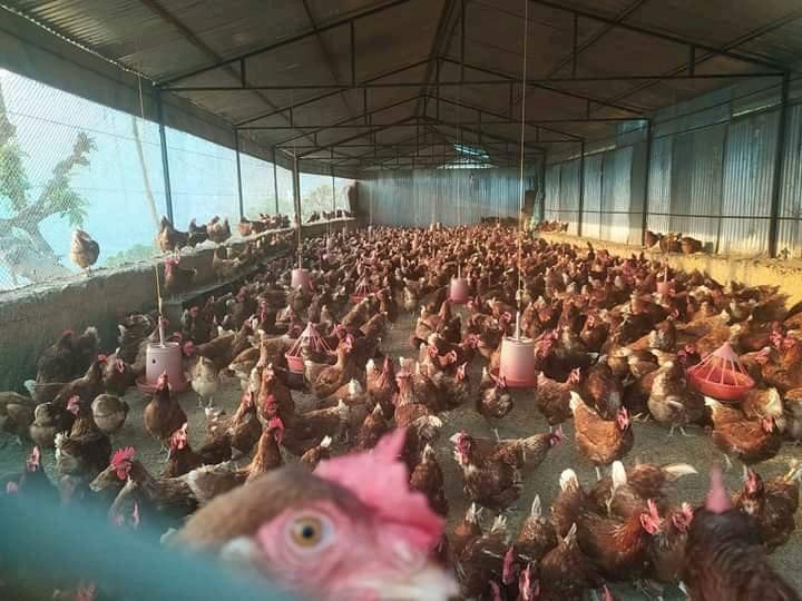 महिनामै लाख कमाउने गुल्मीका चिरञ्जीवीको सफल कृषि कर्मभित्रका 'संघर्ष र बाध्यता' 