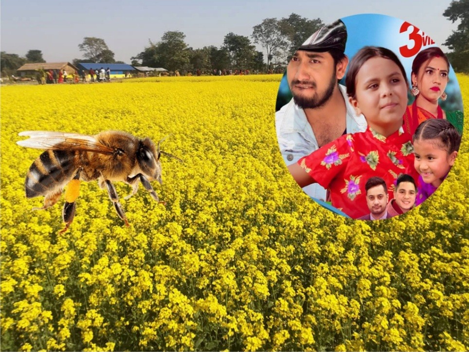 कमलाको गीतमा 'तोरी खायो मौरीले' शब्दको प्रयोगप्रति मौरीपालक महासंघको आपत्ति 