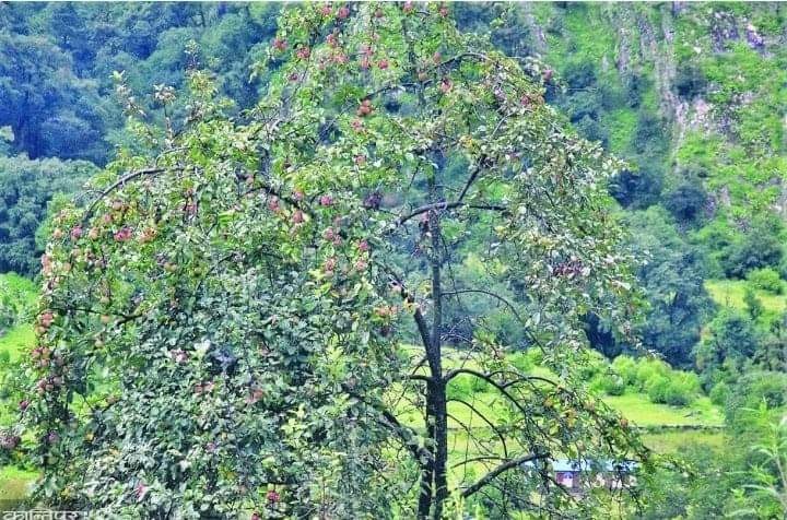 यातायात नहुँदा बारीमा कुहिदै साईपालको स्याउ