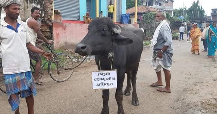 धनुषामा   सूचना नदिएको भन्दै मेयरविरुद्ध भैँसी जुलुस