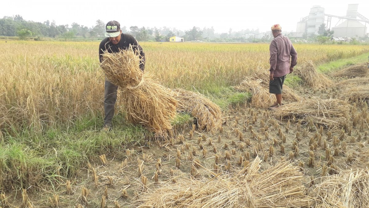 सुनवलका  किसानहरूलाई  दशैँमा धान काट्ने चटारो