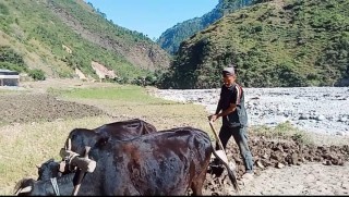 बेमौसमी बर्षा र बाढीले खेत बगर बनेपछि अम्मर कामिको प्रश्न - हामीले के खाने ?