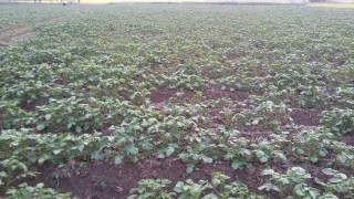 उन्नतभन्दा रैथाने राम्रो : साेँठे र लाेर्के आलुमा कृषक आकर्षित, एकै गाउँले बेच्छ ८० लाखको आलु