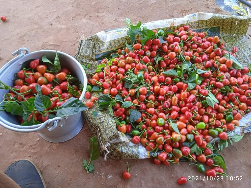 ईलामेली अकबरे खुर्सानी खेतीमा गुल्मेली किसानको  आकर्षण