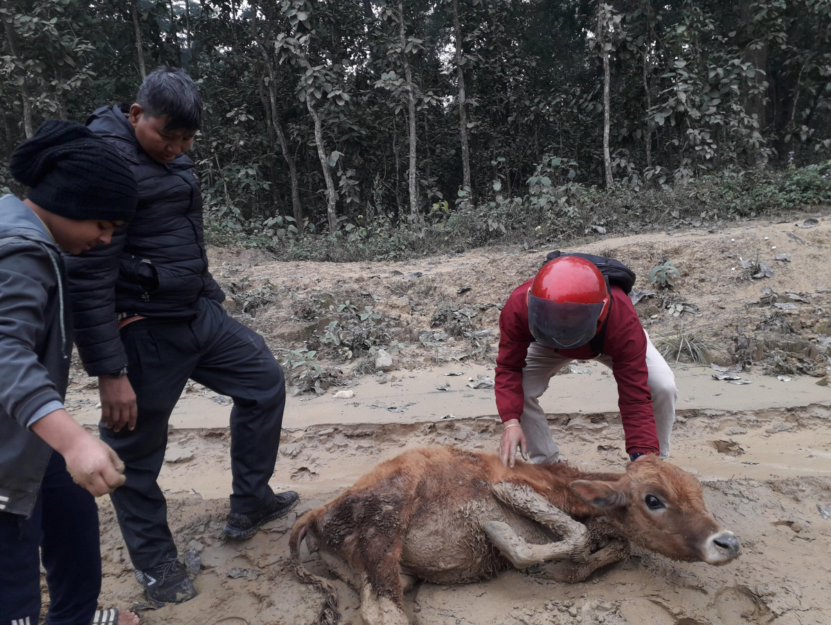 पशुलाई 'पासो' बन्दै बुटवल-नारायणगढ सडकखण्ड छेउका खाल्डा र दलदल (फोटो फिचर)