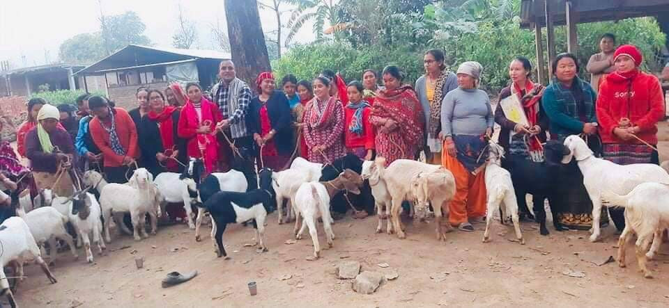 देवदह वडा नं. ६ द्वारा कृषकलाइ बोयर जातको बाख्रा वितरण