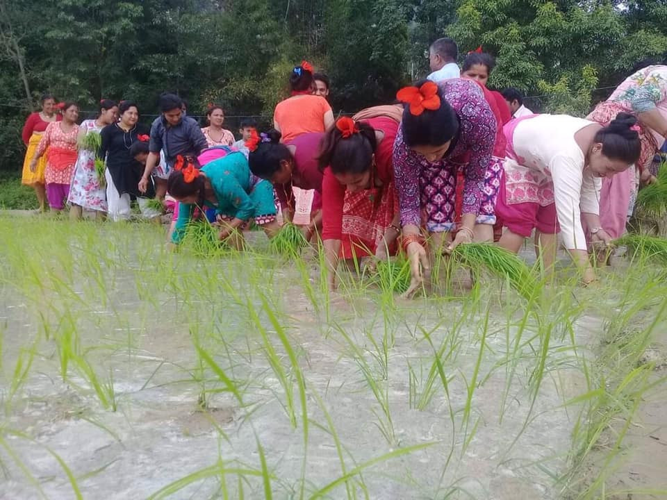 आज असार १५, राष्ट्रिय धान दिवस तथा दहि-चिउरा खाने दिन