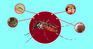 गाउँ–गाउँमा डेङ्गु फैलिँदै, स्थानीय तहलाई चासो न चिन्ता