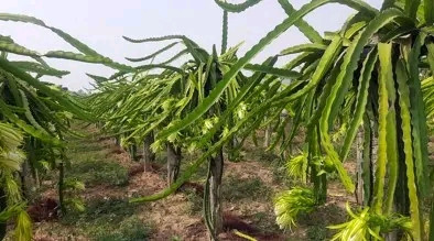 चैतेधानको सफल परिक्षणपछि बझाङमा ड्रागन खेती पनि परीक्षण गरिने
