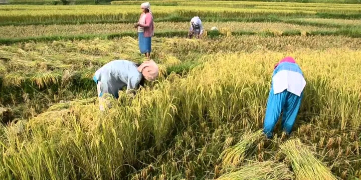 मौसम खुलेपछि  किसानलाई धान काट्ने चटारो