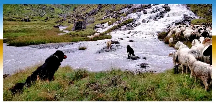 शहरमा रहर, गाउँमा गोठालाका भर  