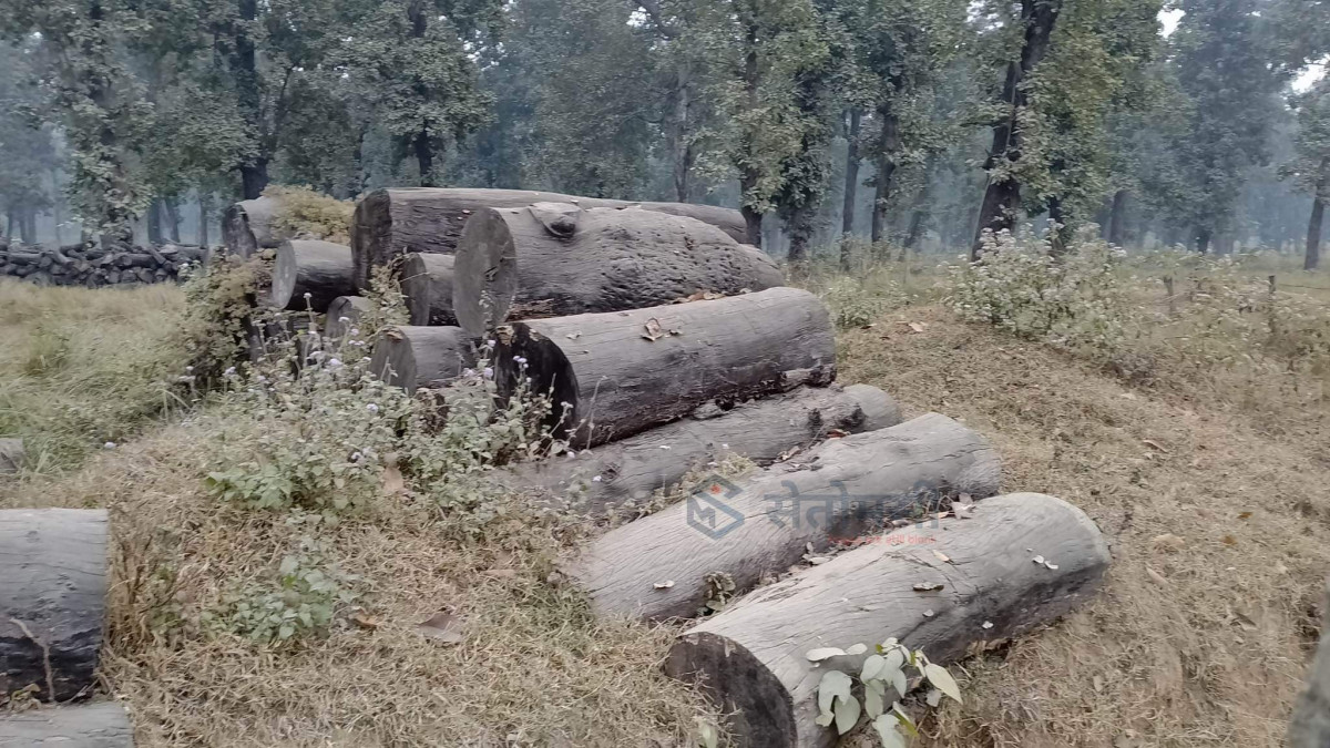 कुहिएर गए बनका मुढा, जाडोले कठ्याङ्ग्रीईरहे उपभोक्ता