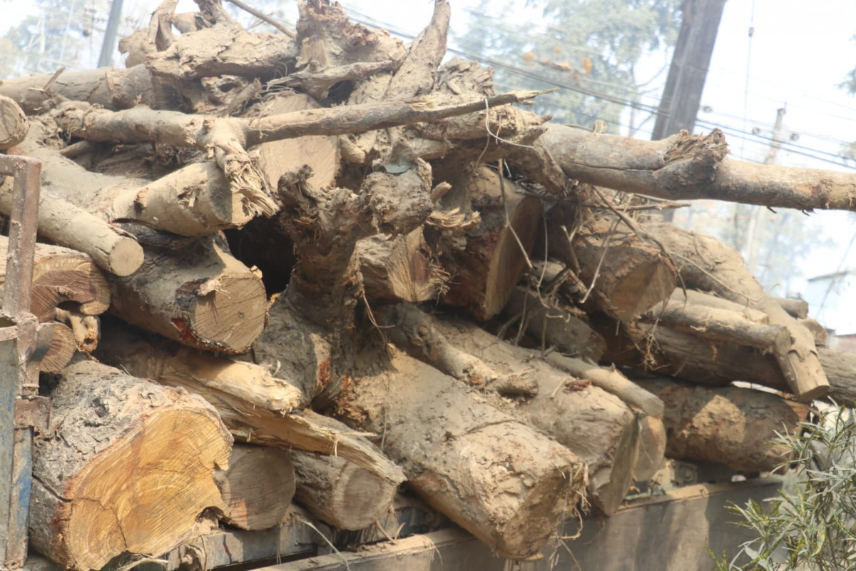 अबैध रुपमा काटिएको ३०२ क्यूफिट काठ देवदह माविबाट बरामद