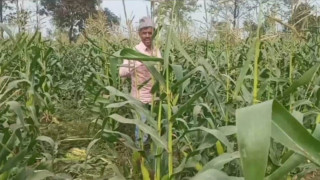 बँदेल आतंकले देवदह क्षेत्रका किसान हैरान, अन्नबाली जोगाउनै मुस्किल