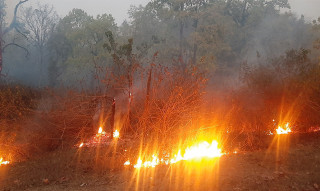 डढेलोले वन सखाप, स्वास्थ्य खराब