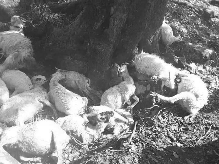 बझाङमा चट्याङ लागेर २८ बाख्राको मृत्यु