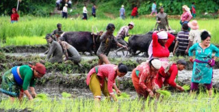 पाकेनन् असारे पुवा, न बने बोंगाका अचार