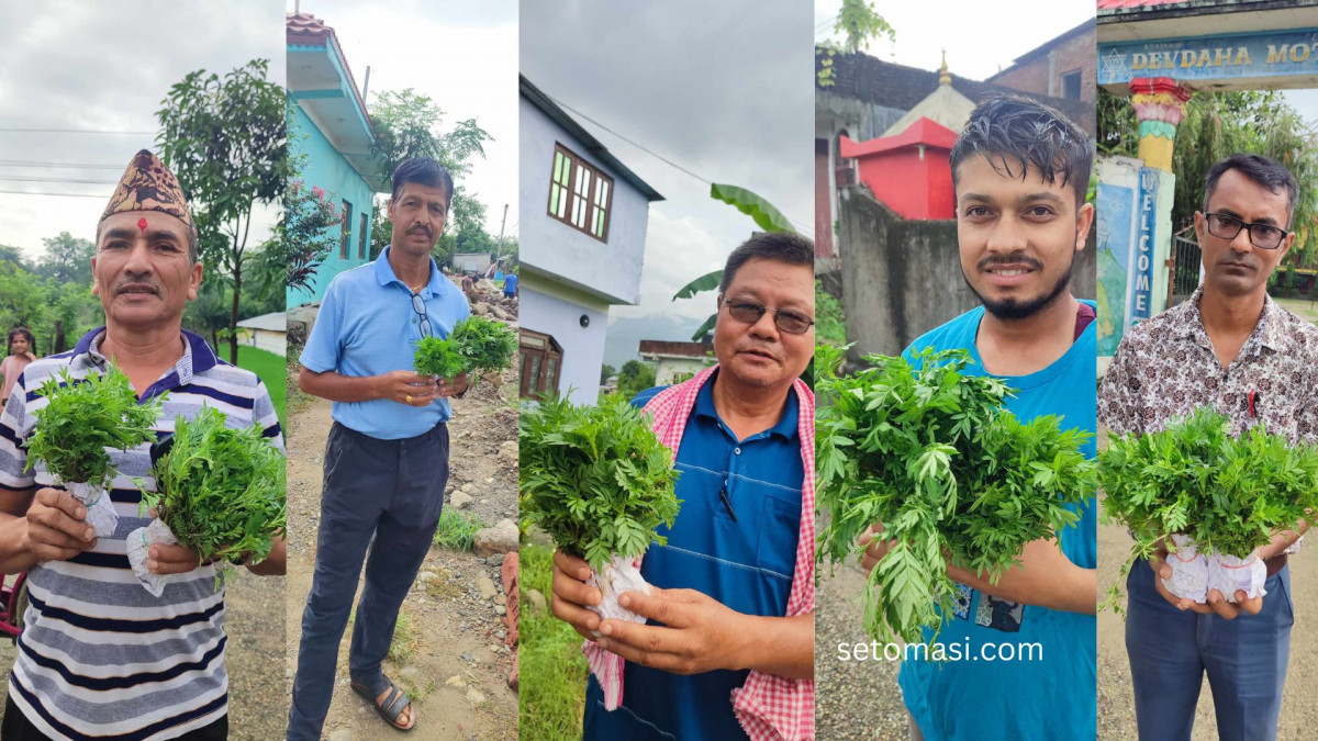 चार्डपर्वमा विदेशी फूलको आयात रोक्न वडाले बाढ्यो बिरुवा