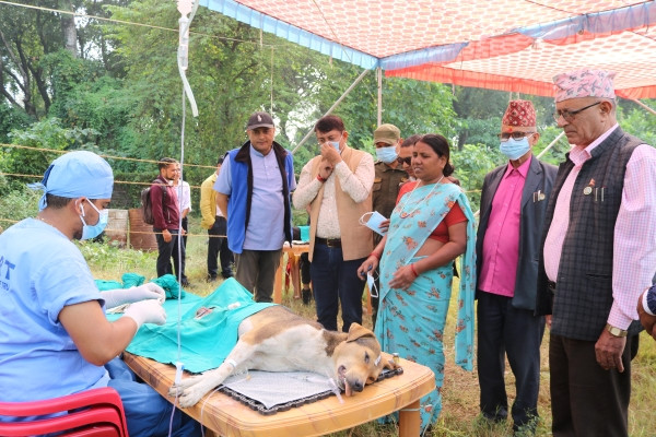  तिलोत्तमाका सामुदायिक कुकुरको बन्ध्याकरण सुरु, पहिलो दिनमै ४० बढीको बन्ध्याकरण 
