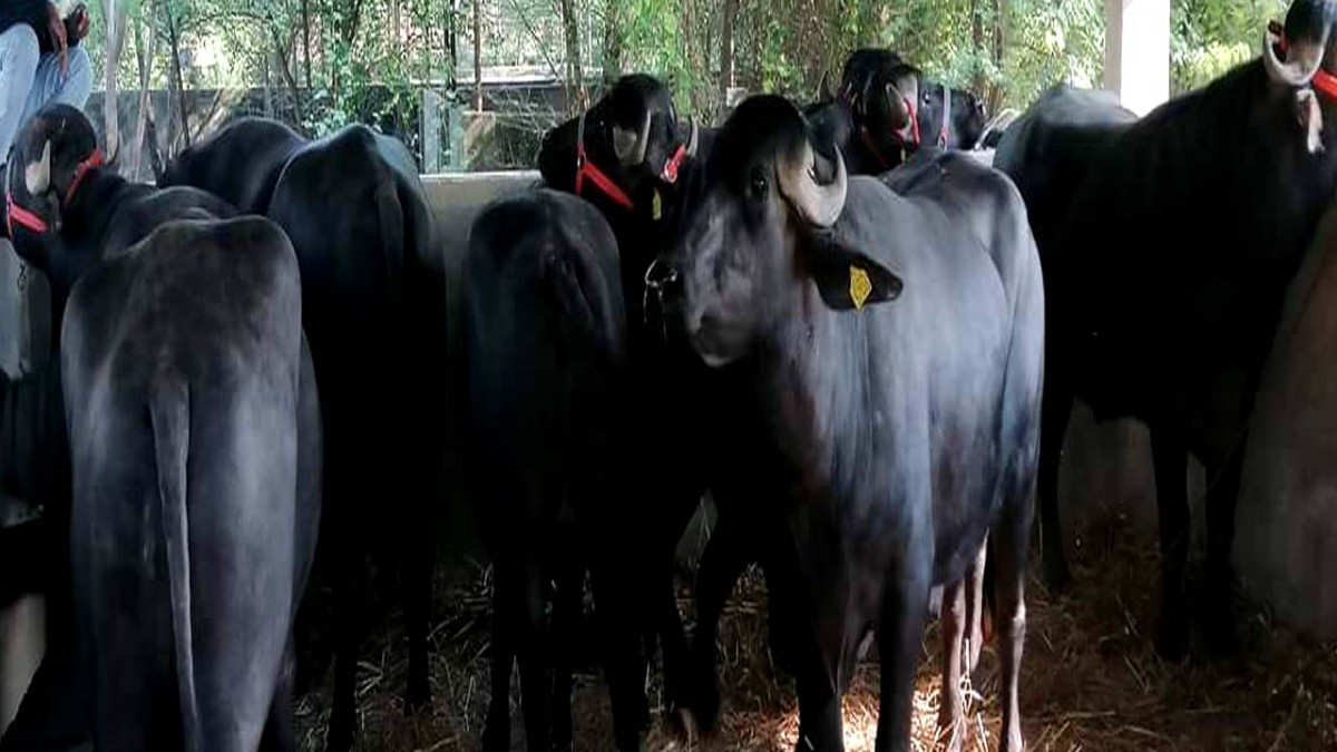 पोखरा ल्याइएका मुर्रा राँगा २१ दिन क्वारेन्टिनमा राखिने, एउटाबाट वार्षिक २० हजार डोज बिर्य उत्पादन हुने 