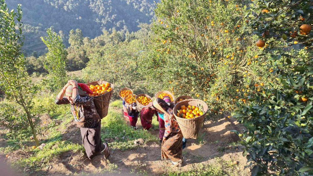बागलुङमा २४ करोड बढीको सुन्तला उत्पादन 