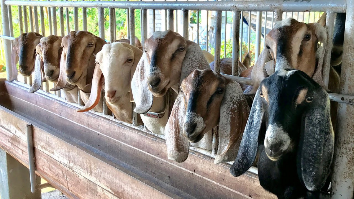 वैदेशिक रोजगारीपछि बाख्रापालनमा रमाएका केशवबहादुर