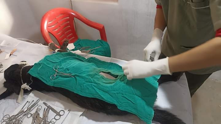  तिलोत्तमाका सामुदायिक कुकुरको बन्ध्याकरण सुरु, पहिलो दिनमै ४० बढीको बन्ध्याकरण 