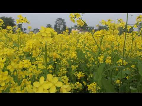 देशैभरि जान्छ चितवनको तोरीको तेल