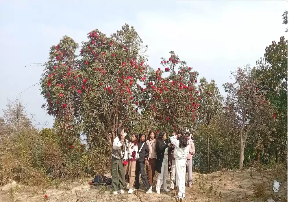 राइनासकोटमा लालिगुराँसले आकर्षित गर्दै पर्यटक