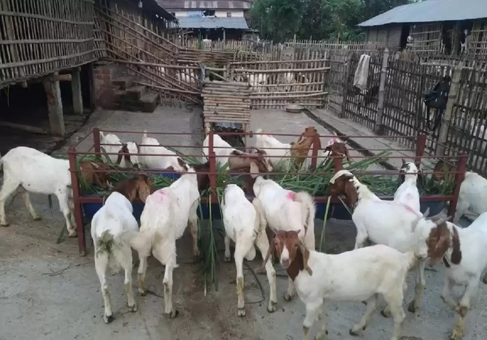 अठार वर्षपछि स्वदेश फर्केर बाख्रापालन