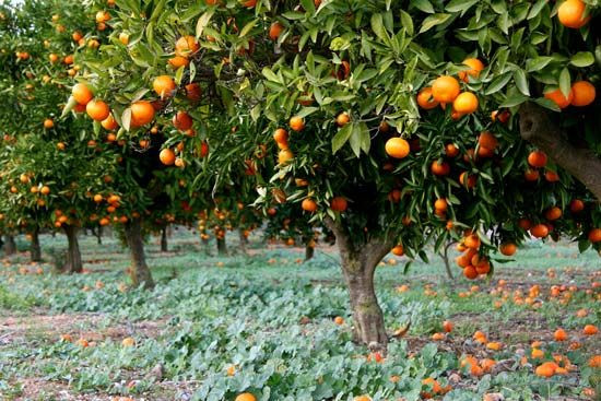 सुन्तला खेती गर्ने काभ्रेका किसानलाई उत्पादकत्व वृद्धि तालिम