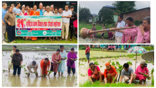 पन्चेबाजासहित रोपाइँ गरेर मनाइयो देवदहमा धान दिवस