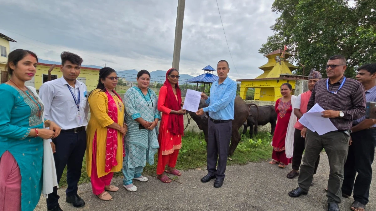 दुध उत्पादन वृद्धि गर्न बुटवलमा पाडी वितरण