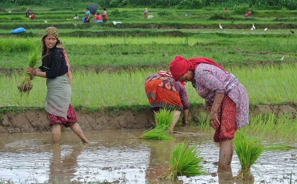 देशभर ९१ प्रतिशत धान रोपाइँ