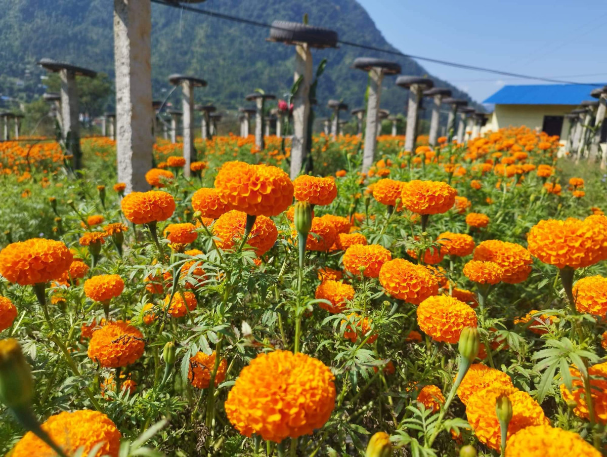 पोखरामा सयपत्री फूलको मूल्य: एक थुङ्गाको दुईदेखि पाँच रूपैया, प्रतिकेजी चार सय