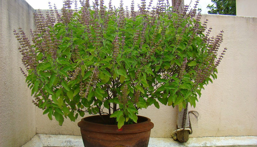 आज हरिबोधिनी एकादशी,  'तुलसीको विष्णुसँग विवाह' गरिदै