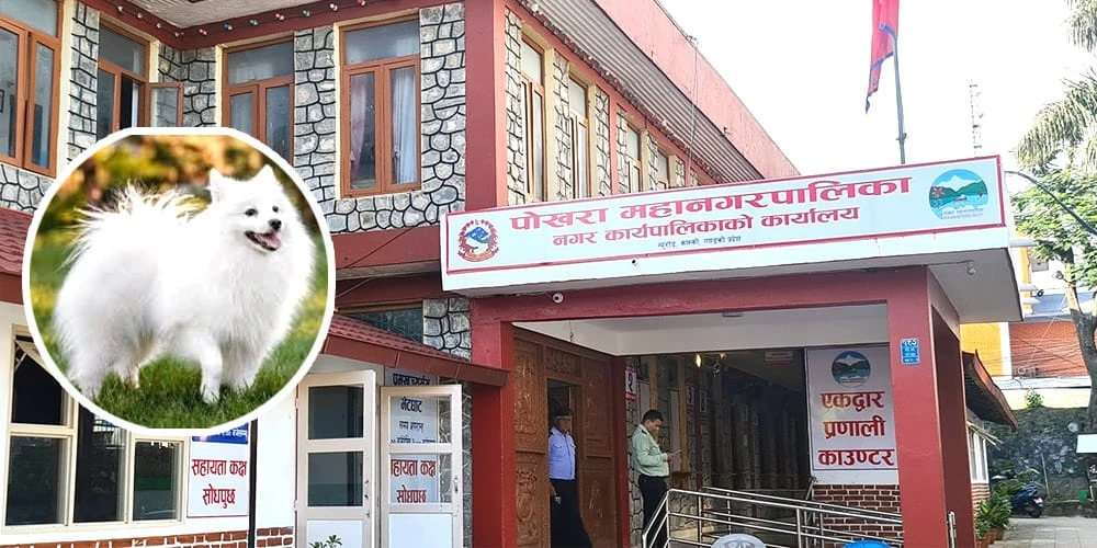 पोखरा महानगरमा पाँच हजार कुकुर दर्ता