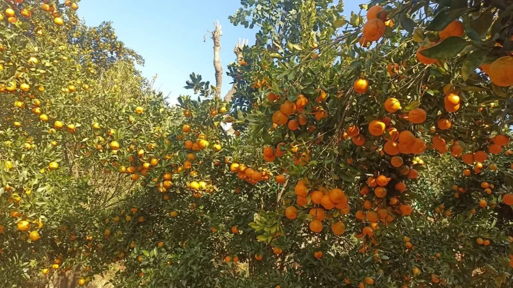 बागलुङमा २४ करोड बढीको सुन्तला उत्पादन 