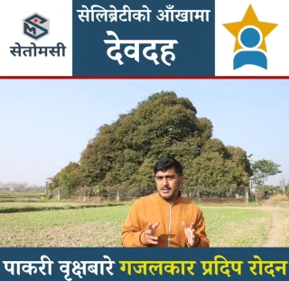 सेलिब्रेटीको आँखामा देवदह : पाकरी वृक्ष बारे गजलकार प्रदीप रोदन