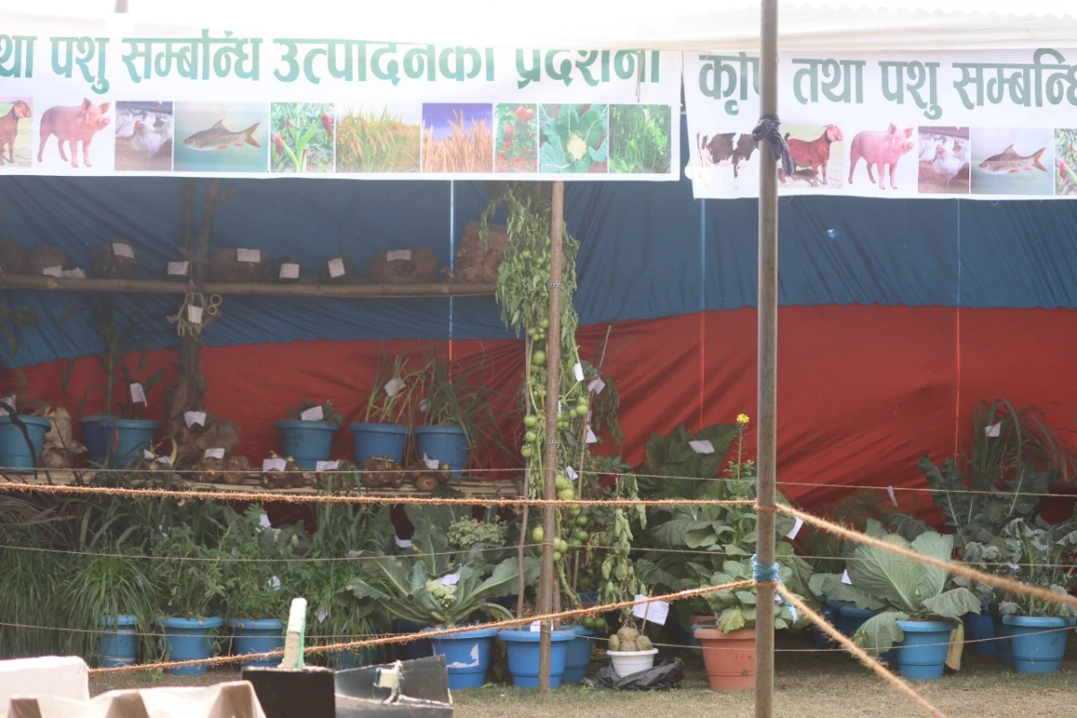 देवदह महोत्सवमा वाली उपचार शिविर
